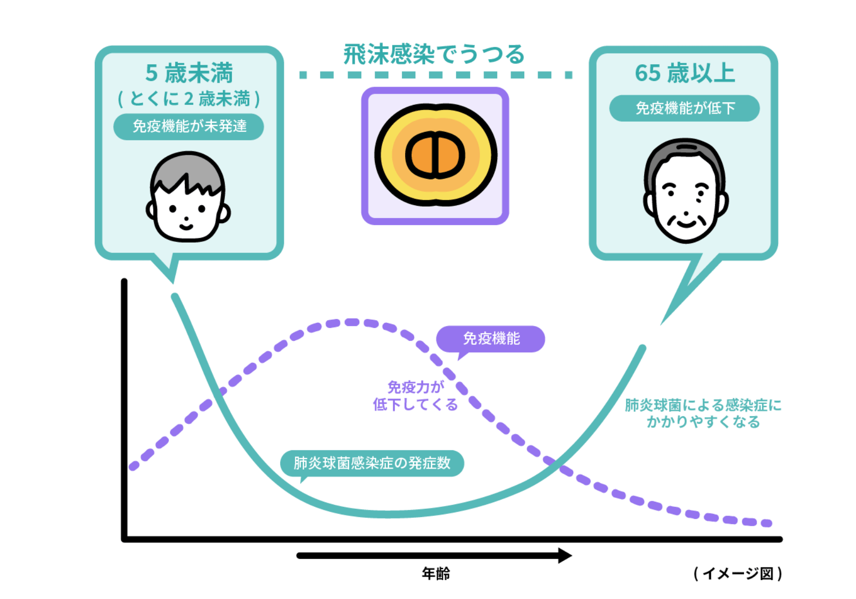 飛沫感染でうつる　65歳以上免疫機能が低下　肺炎球菌による感染症にかかりやすくなる