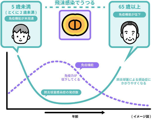 飛沫感染でうつる　65歳以上免疫機能が低下　肺炎球菌による感染症にかかりやすくなる